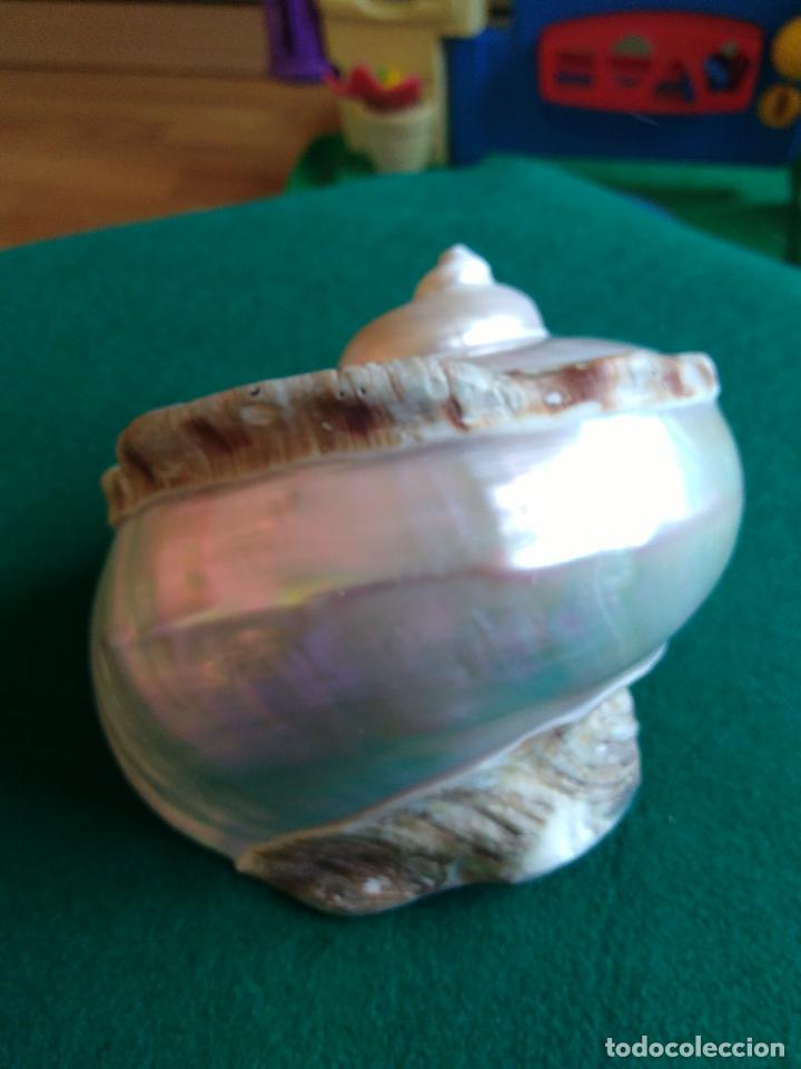 Coleccionismo de moluscos: CARACOLA - Foto 1
