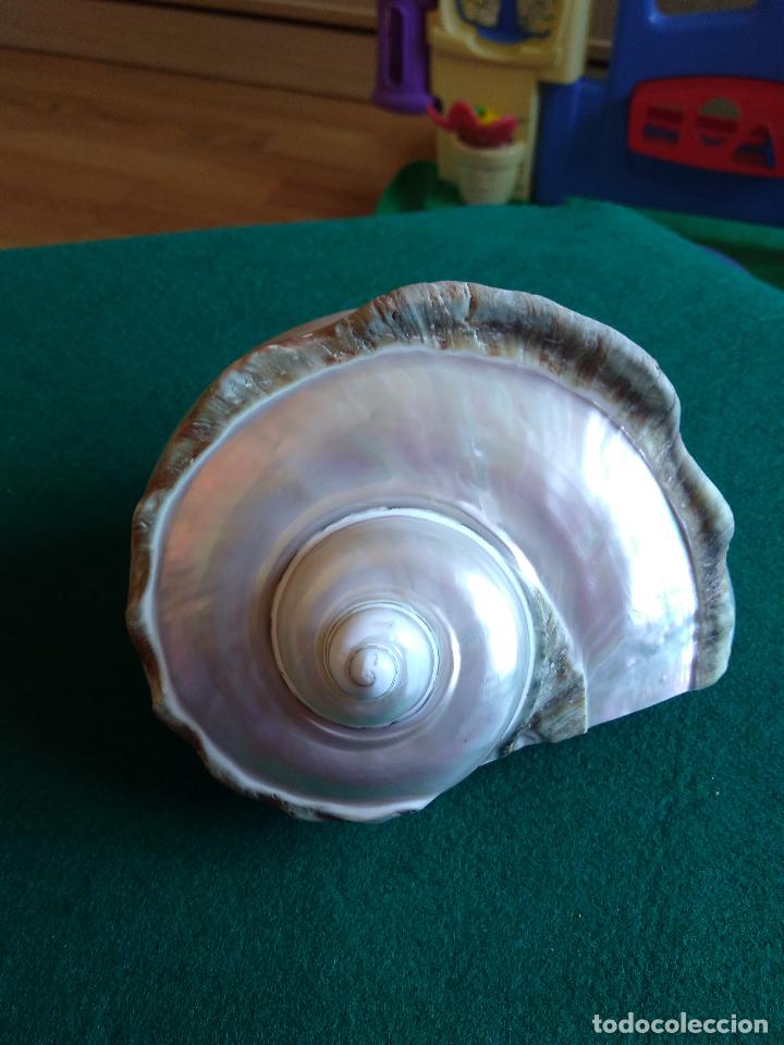 Coleccionismo de moluscos: CARACOLA - Foto 2