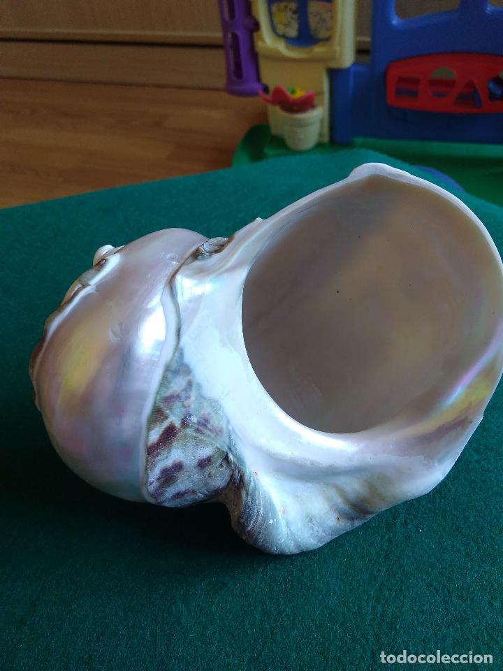 Coleccionismo de moluscos: CARACOLA - Foto 3