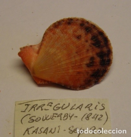 Coleccionismo de moluscos: Pecten Irregularis. Kasani - Foto 1