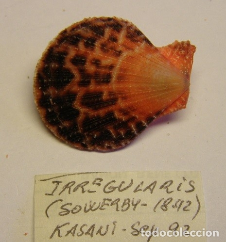 Coleccionismo de moluscos: Pecten Irregularis. Kasani - Foto 2