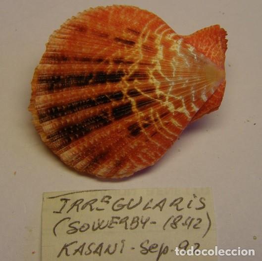 Coleccionismo de moluscos: Pecten Irregularis. Kasani. N&ordm; 2. - Foto 1