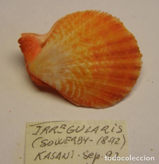 Coleccionismo de moluscos: Pecten Irregularis. Kasani. N&ordm; 2. - Foto 2