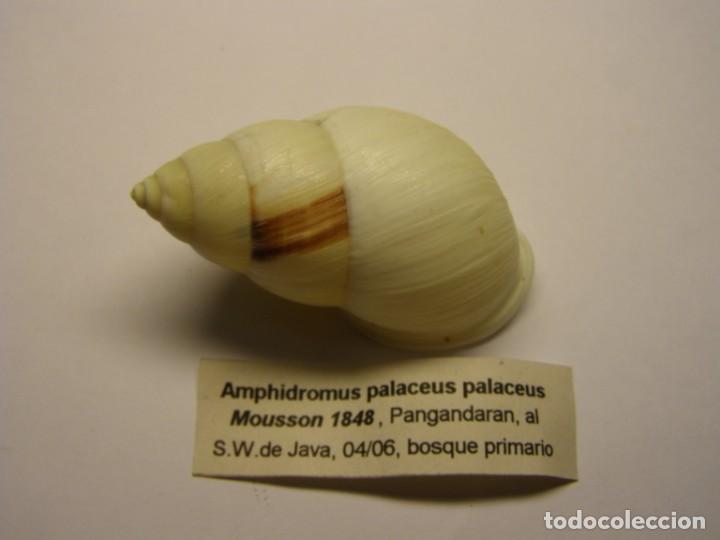 Coleccionismo de moluscos: Caracol amphidromus palaceus palaceus. Java. - Foto 1