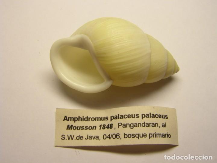 Coleccionismo de moluscos: Caracol amphidromus palaceus palaceus. Java. - Foto 2