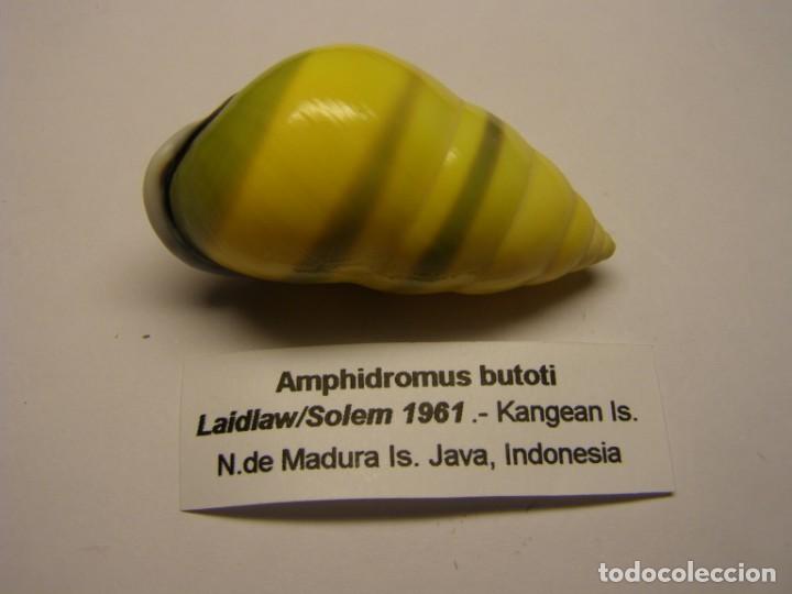 Coleccionismo de moluscos: Caracol amphidromus butoti. Java. - Foto 1