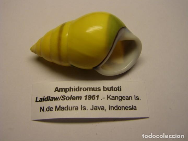 Coleccionismo de moluscos: Caracol amphidromus butoti. Java. - Foto 2