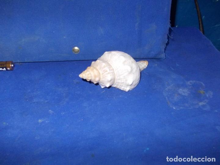 Coleccionismo de moluscos: caracola - Foto 1
