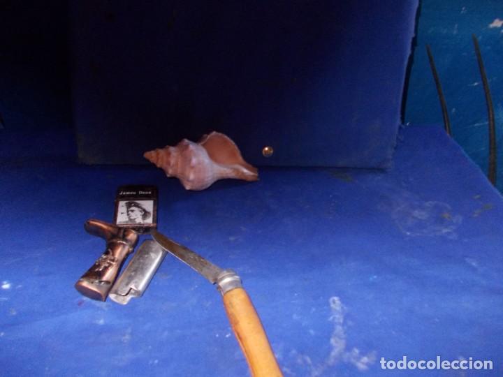 Coleccionismo de moluscos: caracola - Foto 3
