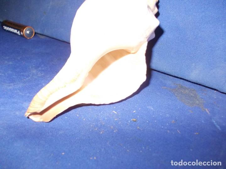 Coleccionismo de moluscos: caracola - Foto 5