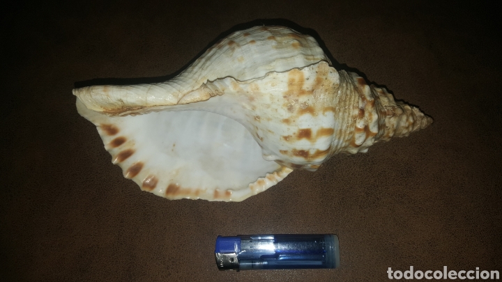 Coleccionismo de moluscos: CARACOLA MARINA - Foto 1
