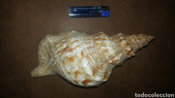 Coleccionismo de moluscos: CARACOLA MARINA - Foto 2