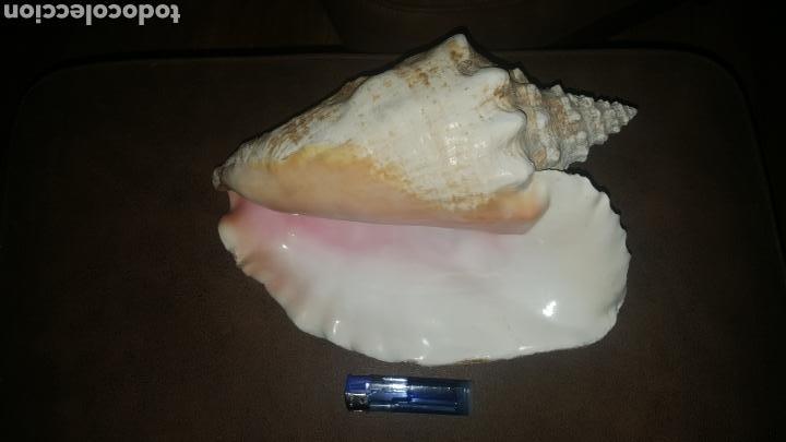 Coleccionismo de moluscos: GRAN CARACOLA MARINA - Foto 1