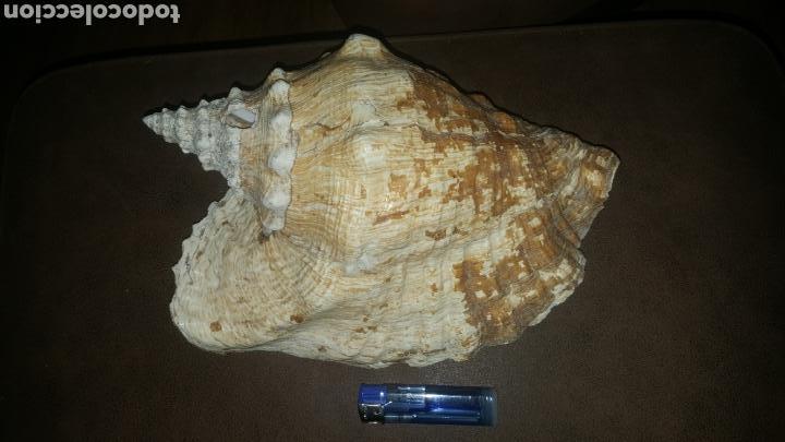 Coleccionismo de moluscos: GRAN CARACOLA MARINA - Foto 2