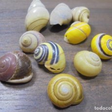 Coleccionismo de moluscos: LOTE DE POLYMITA Y CARACOLES MARINOS DE CUBA DE COLECCIONISTA PARTICULAR. VER FOTOS.