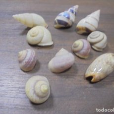 Coleccionismo de moluscos: LOTE DE POLYMITA Y CARACOLES MARINOS DE CUBA DE COLECCIONISTA PARTICULAR. VER FOTOS.. Lote 142040438