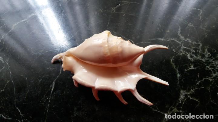 Coleccionismo de moluscos: Concha natural antigua - Foto 2