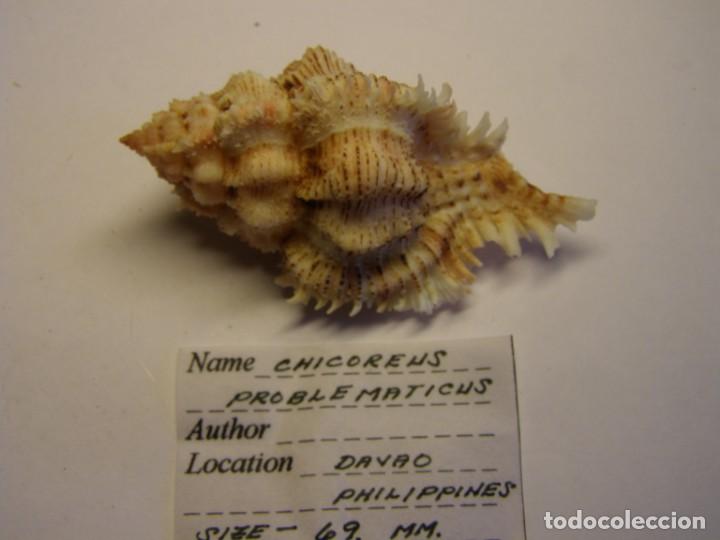 Coleccionismo de moluscos: Caracol chicoreus problematicus, Filipinas. - Foto 1