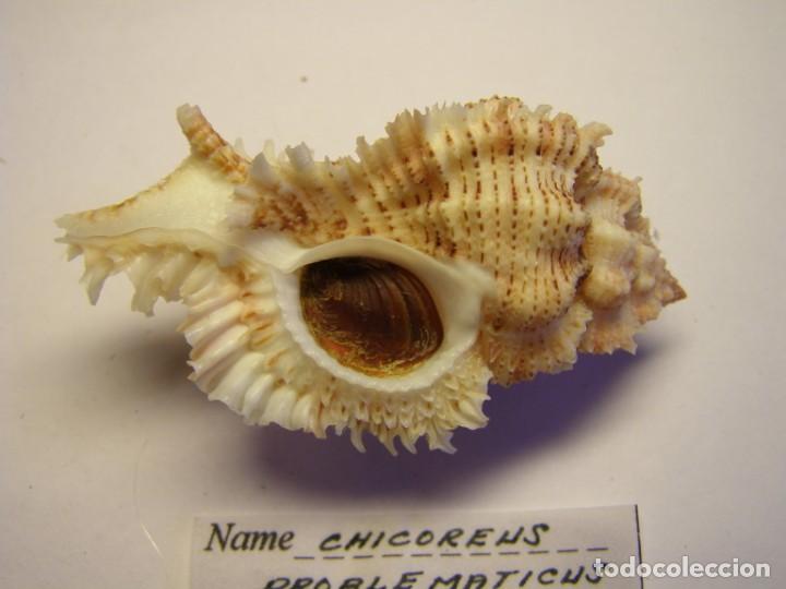 Coleccionismo de moluscos: Caracol chicoreus problematicus, Filipinas. - Foto 2