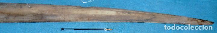 Coleccionismo de moluscos: PICO DE PEZ ESPADA, SABLE DE PEZ ESPADA - Foto 4