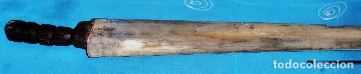 Coleccionismo de moluscos: PICO DE PEZ ESPADA, SABLE DE PEZ ESPADA - Foto 5
