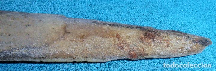 Coleccionismo de moluscos: PICO DE PEZ ESPADA, SABLE DE PEZ ESPADA - Foto 8