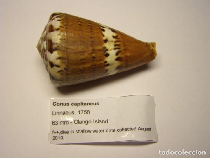 Coleccionismo de moluscos: Caracol conus capitaneus. Filipinas. - Foto 1