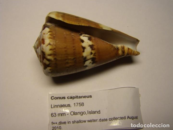 Coleccionismo de moluscos: Caracol conus capitaneus. Filipinas. - Foto 2