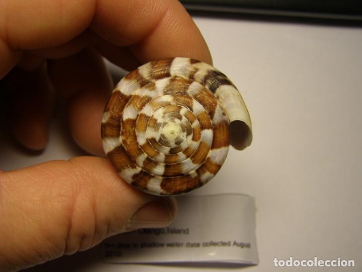 Coleccionismo de moluscos: Caracol conus capitaneus. Filipinas. - Foto 3