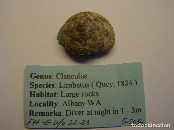 Coleccionismo de moluscos: Caracol clanculus limbaticus, Australia. - Foto 1