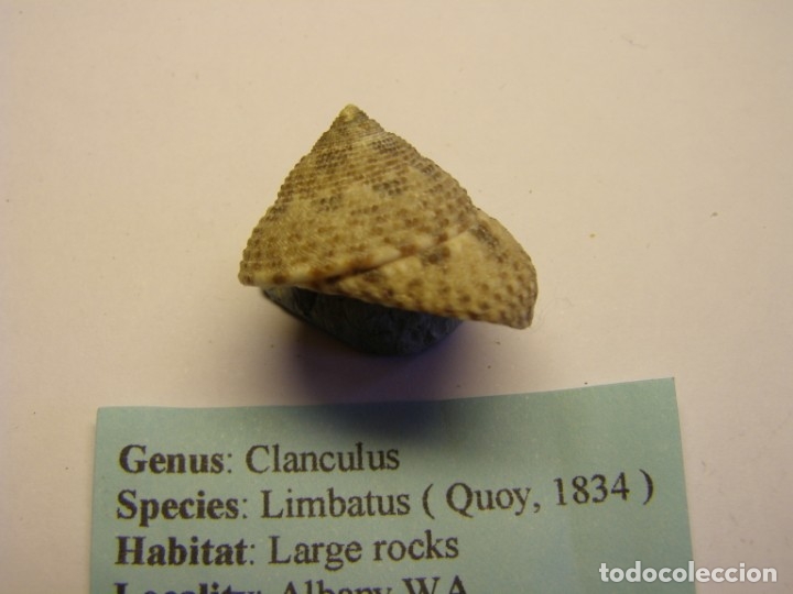 Coleccionismo de moluscos: Caracol clanculus limbaticus, Australia. - Foto 2