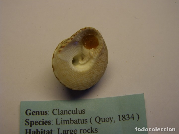 Coleccionismo de moluscos: Caracol clanculus limbaticus, Australia. - Foto 3