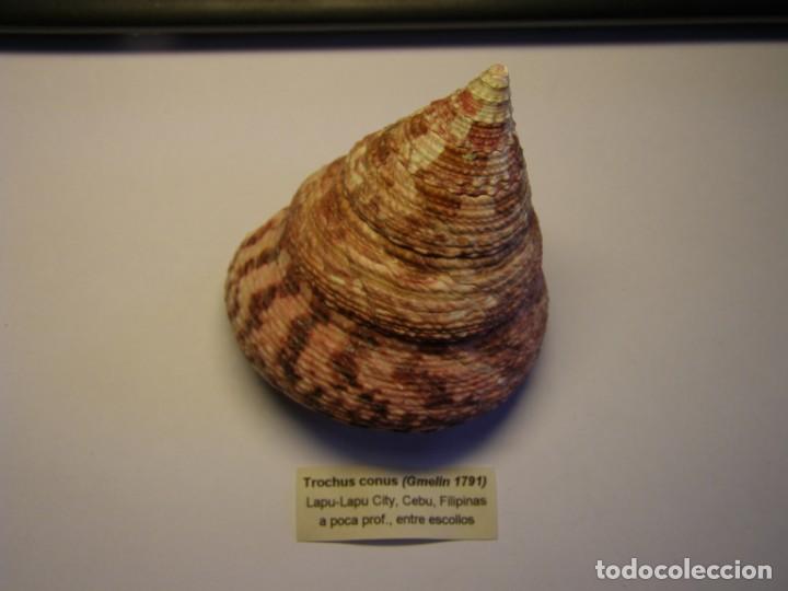 Coleccionismo de moluscos: Caracol trochus conus. Cebu. - Foto 1