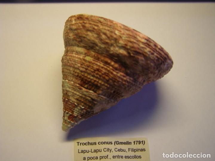 Coleccionismo de moluscos: Caracol trochus conus. Cebu. - Foto 2