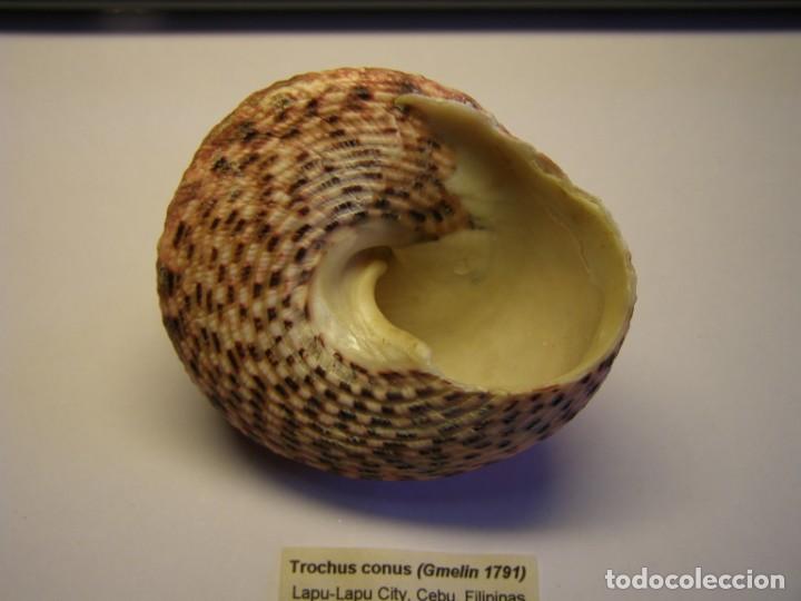 Coleccionismo de moluscos: Caracol trochus conus. Cebu. - Foto 3