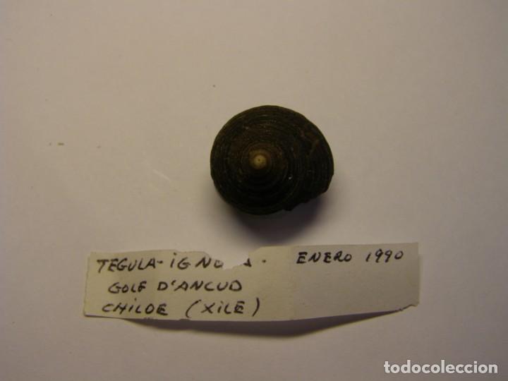 Coleccionismo de moluscos: Caracol tegula ignota. Chile. - Foto 1