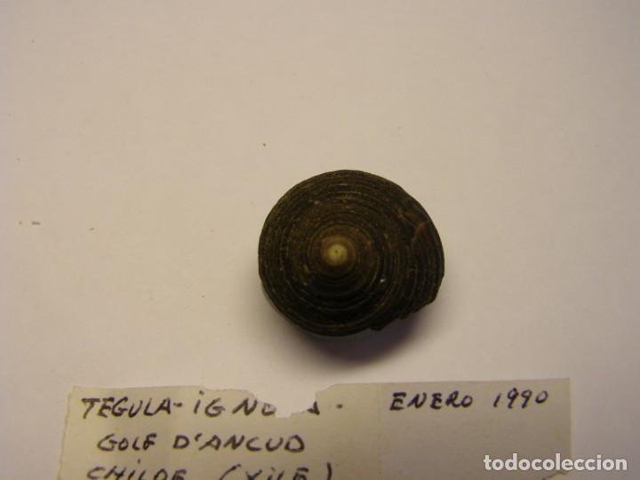 Coleccionismo de moluscos: Caracol tegula ignota. Chile. - Foto 2