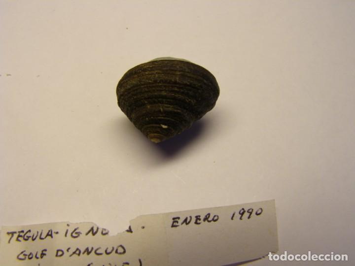 Coleccionismo de moluscos: Caracol tegula ignota. Chile. - Foto 3