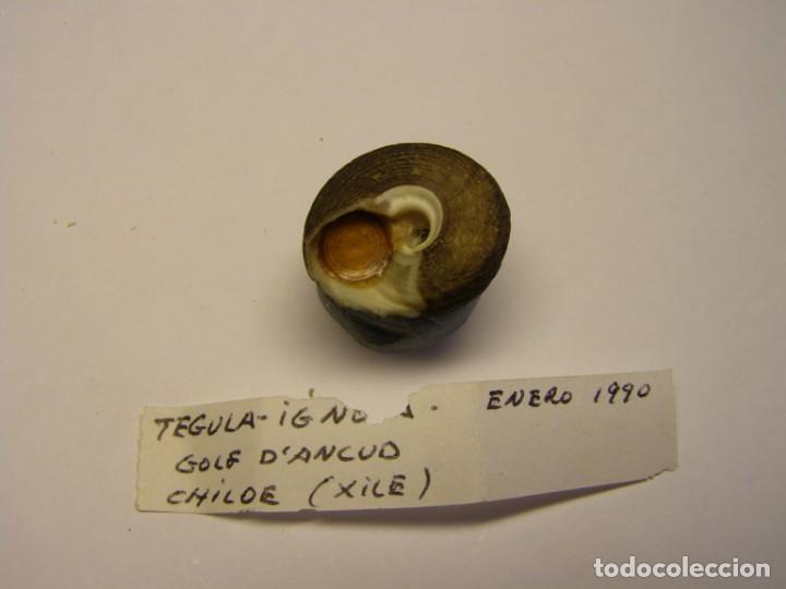 Coleccionismo de moluscos: Caracol tegula ignota. Chile. - Foto 4