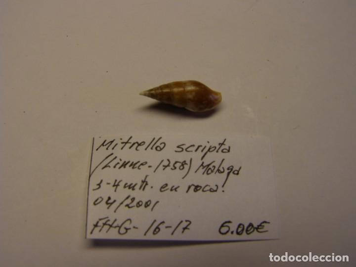 Coleccionismo de moluscos: Caracol mitrella scripta. M&aacute;laga. - Foto 1