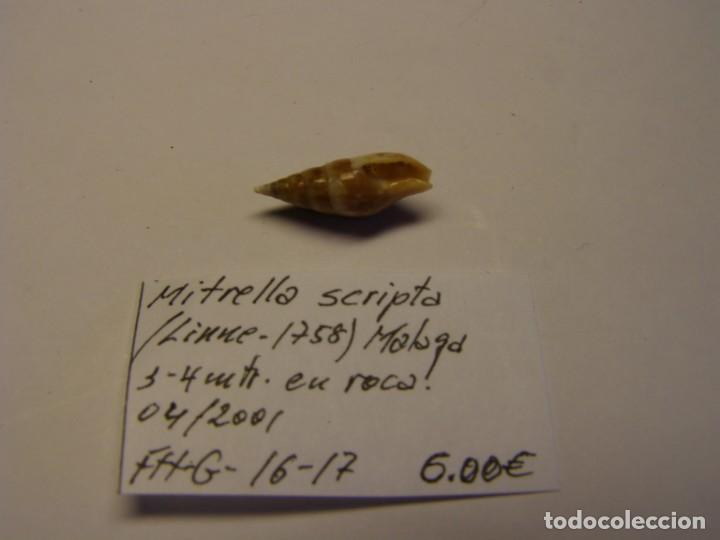 Coleccionismo de moluscos: Caracol mitrella scripta. M&aacute;laga. - Foto 2