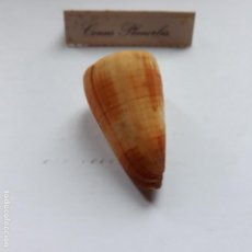 Coleccionismo de moluscos: CARACOLA CONO.CONUS PLANORBIS. Lote 154359430
