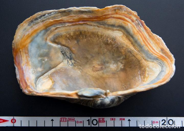 Coleccionismo de moluscos: Concha marina de Panopea glycimeris. - Foto 1