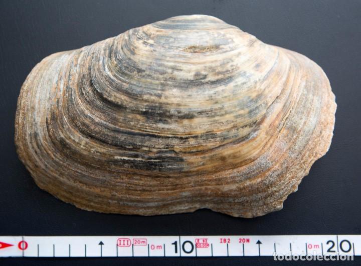 Coleccionismo de moluscos: Concha marina de Panopea glycimeris. - Foto 2