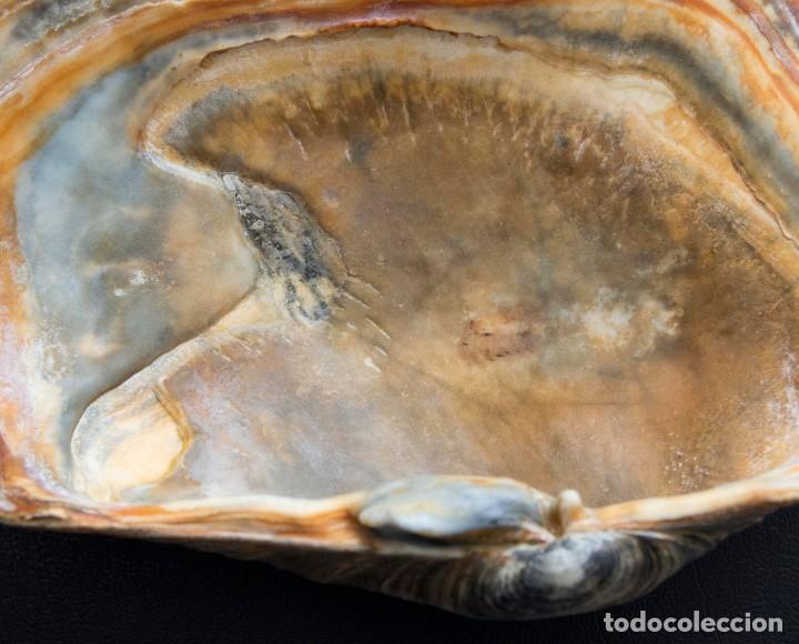 Coleccionismo de moluscos: Concha marina de Panopea glycimeris. - Foto 3
