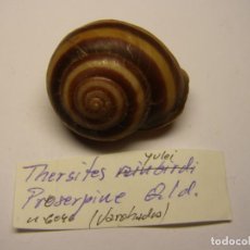 Collectionnisme de mollusques: CARACOL THERSITES YULEI. AUSTRALIA. . Lote 154739406