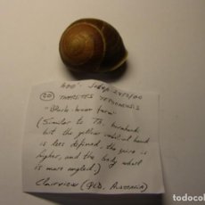 Collectionnisme de mollusques: CARACOL THERSITES YEPOONESIS. AUSTRALIA. . Lote 154739770