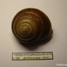 Collectionnisme de mollusques: CARACOL THERSITES SARDALABIATA. AUSTRALIA. . Lote 154740034