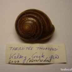 Collectionnisme de mollusques: CARACOL THERSITES THOROGODI. AUSTRALIA. . Lote 154740102