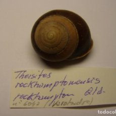 Collectionnisme de mollusques: CARACOL THERSITES ROCKHAMPTONENSIS. AUSTRALIA. Nº 2. . Lote 154740246